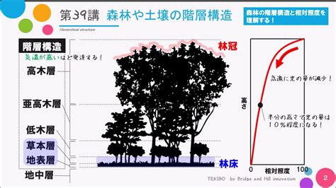 陽樹林 陰樹林|【高校生物基礎】「森林形成」 